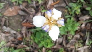 Planta forrasteira mais linda que já vi