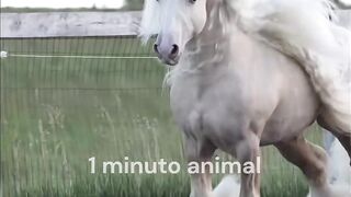 1 minuto animal - o cavalo do conto de fadas