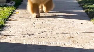 1 minuto animal- chow chow o cachorro leão