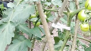 Pede de tomate