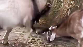 Animals 91