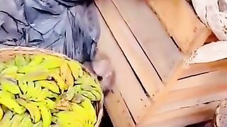 Funny 🐀 rats