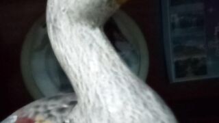 Pato de ouro