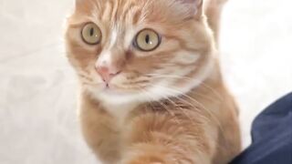 kucing 42