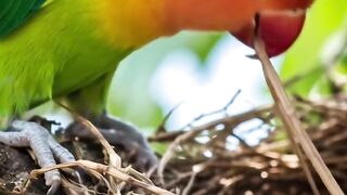 Cute bird 9