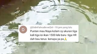 Baru 3 hari tebar air kolam BAU ini penyebab dan cara mengatasinya