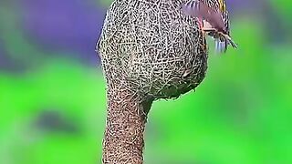 World famous bird 🔥🔥🔥🔥🔥🔥🔥