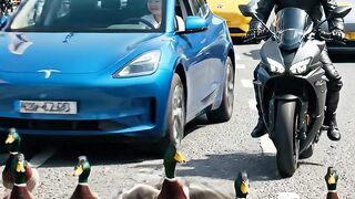 Duck Traffic Police 😂🦆