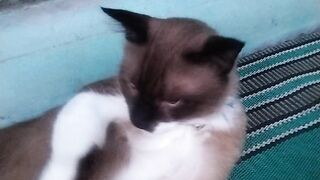 Blind cat