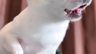 The angry dog 2