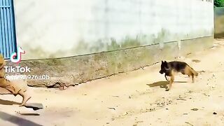 Funny video