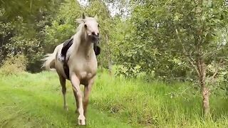 My Horse Willow