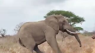 Sheldrick Wildlife Trust