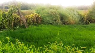 बारिश, तेज हवा और लहराते धान का खूबसूरत नज़ारा | Village Nature