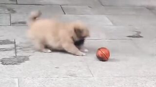 Tiny Puppy vs. Tiny Basketball — Who Will Win? 😂