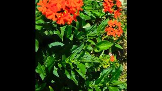 Everybody likes the flower garden