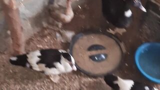 Criação 3