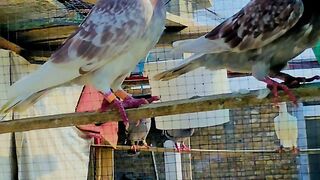 Pink pigeon 💗