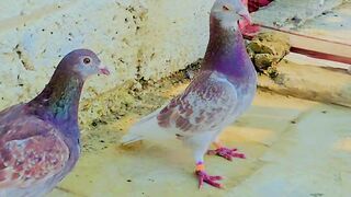 Pink pigeon 💗 2