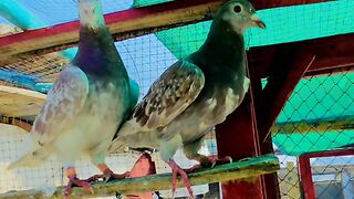 Pink pigeon 💗 3