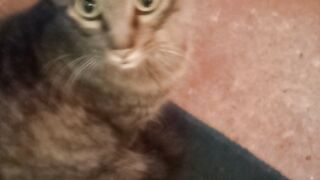 Tico tico