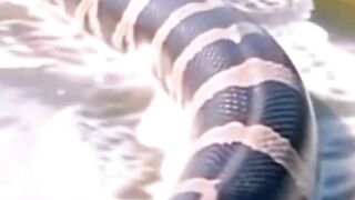anaconda cobra gigante