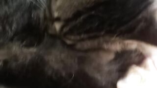 Gato e