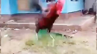 Rooster Giving Azan Lying on Ground