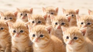 Baby scolding kittens ❤️