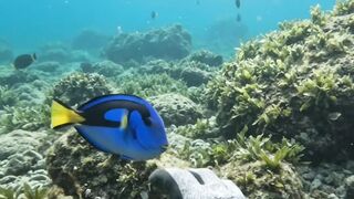 Underwater Fish Encounter Turns Into a Mysterious Discovery