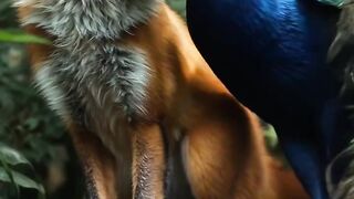 Unlikely Companions: A Majestic Red Fox and a Vibrant Peacock Share a Moment  Description: