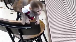 Cute Monkey Baby 3