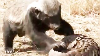 Animal fight 4