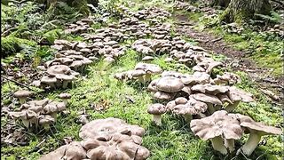 Mushrooms in the wild forest of Indonesia 🍄🌿
