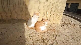 Three poor little kittens, asleep, wake up and pounce on me with hysterical meows.
