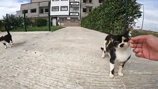 A group of poor, homeless cats, feeling hungry, meowing and begging for food.