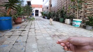Small stray cats play in a small alley and enjoy