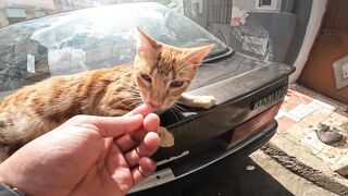 The poor little kittens cannot compete with the big cats for food.