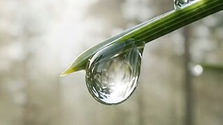 The Silent Awakening: 8K Photorealistic 3D Nature Journey