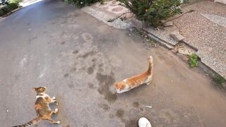 These poor cats follow me when they see me because they are hungry.