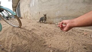 A poor cat wanders the street, hungry, waiting for someone to feed it.