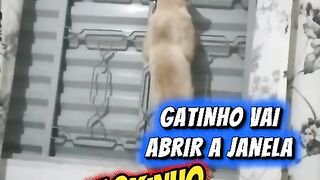 GATINHO INTELIGENTE ABRINDO O VITRÔ