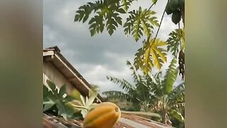 🌈 A NATUREZA PLANTA E NÓS COLHE