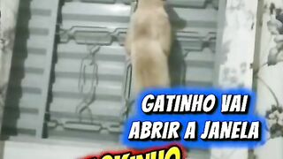GATINHO INTELIGENTE ABRINDO O VITRÔ PARTE 2