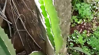 Pitaya gigante dragão