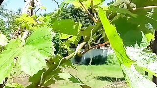 Uva gigante