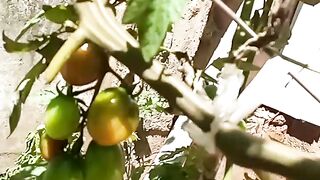 Tomate chocolate