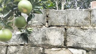 Laranja seletora