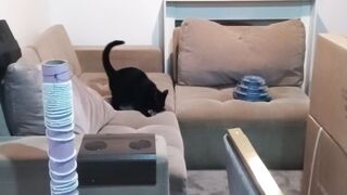 Meu Pet