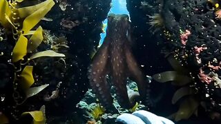 A Giant Octopus Emerged From the Darkness… 🐙🌊